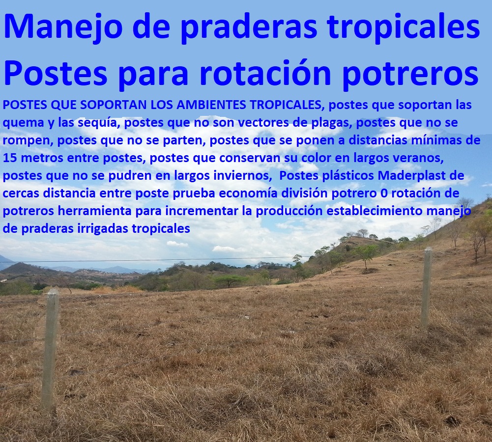 Postes plásticos Maderplast de cercas distancia entre poste prueba economía división potrero 0 rotación de potreros herramienta para incrementar la producción establecimiento manejo de praderas irrigadas tropicales Postes plásticos Maderplast de cercas distancia entre poste prueba economía división potrero 0 rotación de potreros herramienta para incrementar la producción establecimiento manejo de praderas irrigadas tropicales